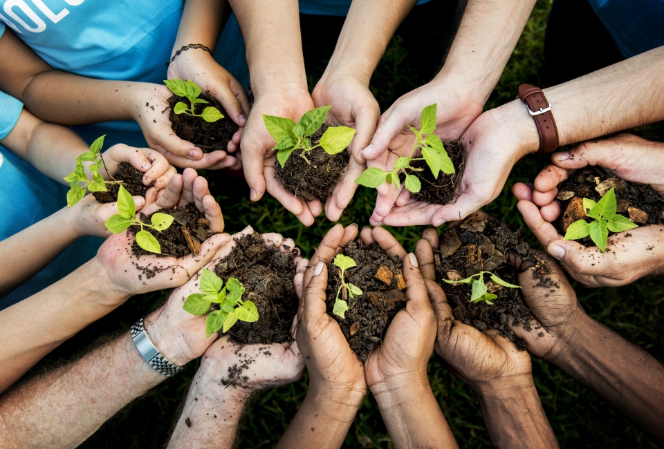 Hands Holding Soil with Growing Plants