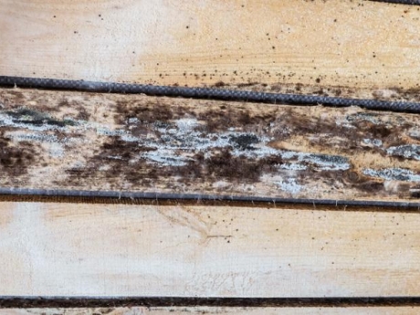 moisture and mold on a wall inside home